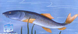 新疆大頭魚