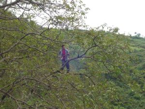 大栗樹一自然村