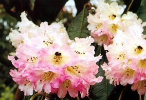 闊葉杜鵑 闊葉杜鵑