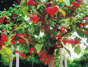 靈蘭衛矛 靈蘭衛矛