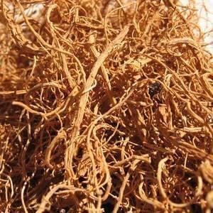 鬚根花茶 鬚根花茶