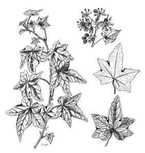 Hedera helix