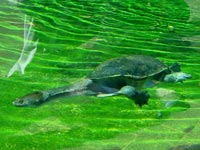 長頸龜