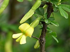 雲南錦雞兒 雲南錦雞兒
