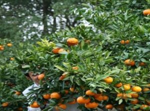 上海長興島桔園基地