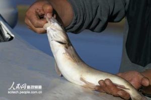 獨龍裂腹魚 獨龍裂腹魚