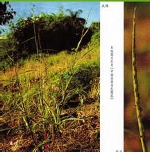 空軸茅(原變種) 空軸茅(原變種)