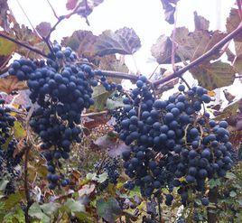 集安山葡萄 集安山葡萄