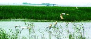 東平湖濕地 東平湖濕地