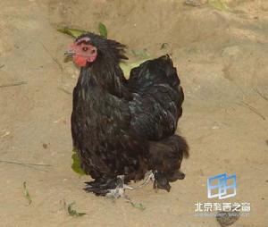 “六腿四翅雞”、“無毛雞”和“長牙的雞”