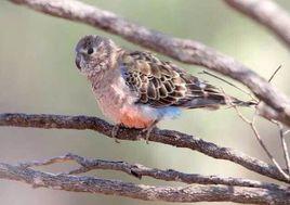 伯克氏粉色鸚鵡 伯克氏粉色鸚鵡