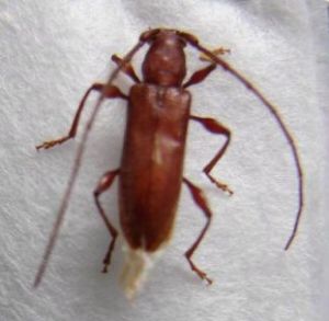 中華蠟天牛 中華蠟天牛