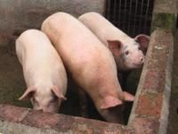 生豬養殖