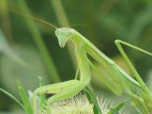 中華原螳 中華原螳