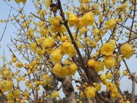 素心臘梅 素心臘梅