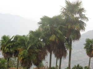 新合片村 新合片村