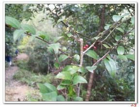 粗毛冬青 粗毛冬青