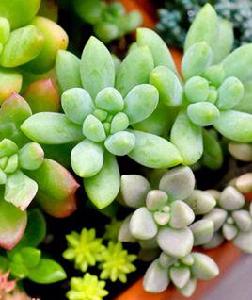 寶石花[多肉植物的統稱]