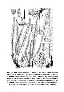 滇南鐵角蕨（新擬）圖版 3：12-13