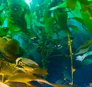 海帶提取物 海帶提取物