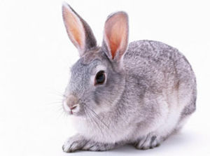 青紫藍兔 青紫藍兔