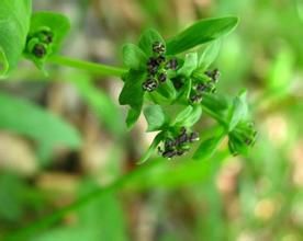 小垂頭菊 小垂頭菊