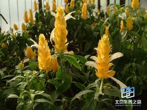 金苞花屬 金苞花屬