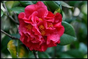 紅露珍茶花 紅露珍茶花