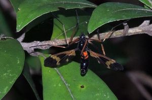 原蠍蛉科 原蠍蛉科