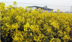 皖油14號 皖油14號