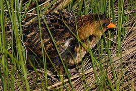 北美花田雞 北美花田雞