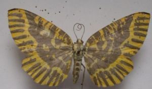 中國虎尺蛾 中國虎尺蛾