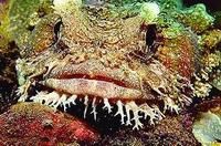 變種娃娃魚 變種娃娃魚