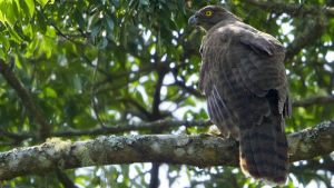 馬達加斯加蛇雕