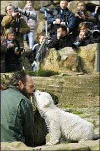 小北極熊克努特 小北極熊克努特