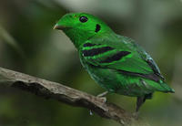 綠闊嘴鳥