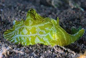 書紋管海兔 書紋管海兔