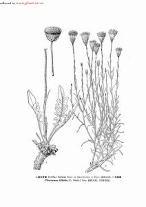 絨毛苓菊（圖1）
