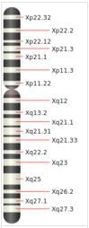 X染色體物理圖譜