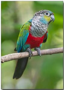 緋紅腹錐尾鸚鵡 緋紅腹錐尾鸚鵡