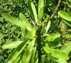 金絲木通 金絲木通