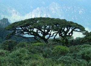 七沖國家級自然保護區 七沖國家級自然保護區