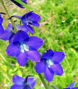 雲南翠雀花 雲南翠雀花