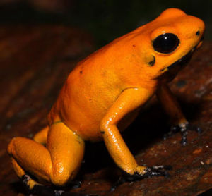 金毒鏢蛙 金毒鏢蛙