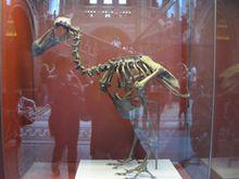 渡渡鳥和卡伐利亞樹