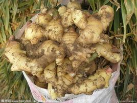 新昌大姜 新昌大姜