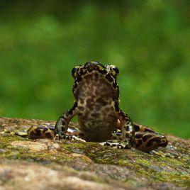 雲南臭蛙 雲南臭蛙