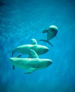 印度洋江豚 印度洋江豚