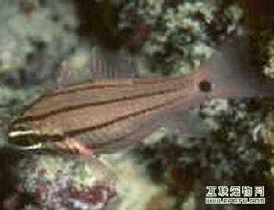 斗氏天竺鯛 斗氏天竺鯛