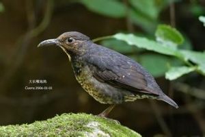 純色金絲燕 純色金絲燕